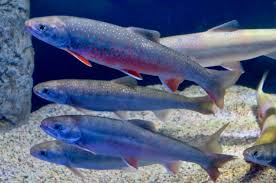 Image result for Salvelinus alpinus