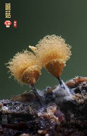 Attēlu rezultāti vaicājumam “Hemitrichia sp.”