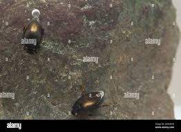 Attēlu rezultāti vaicājumam “Ilybius sp.”