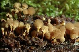 Attēlu rezultāti vaicājumam “Hemitrichia chrysospora macro”