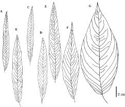 Attēlu rezultāti vaicājumam “Polygonum amphibium leaf”
