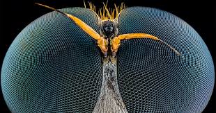 Attēlu rezultāti vaicājumam “Dianema nivale macro”