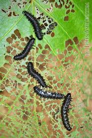 Attēlu rezultāti vaicājumam “Agelastica alni larva”