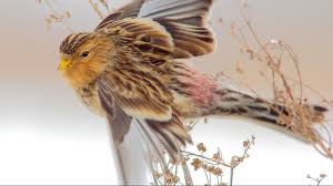 Image result for twite photo