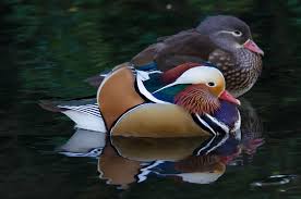 Attēlu rezultāti vaicājumam “Aix galericulata”