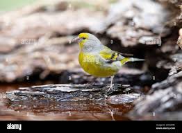 Image result for Carduelis citrinella