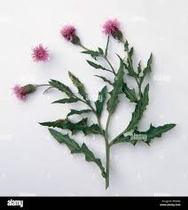 Attēlu rezultāti vaicājumam “Cirsium arvense leaf”