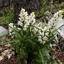 Attēlu rezultāti vaicājumam “Cephalanthera longifolia”