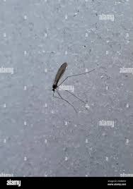 Attēlu rezultāti vaicājumam “Trichocera regelationis”