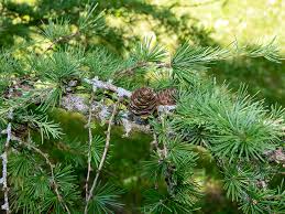 Attēlu rezultāti vaicājumam “Larix kaempferi leaf”
