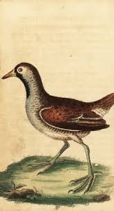 Image result for Porzana carolina