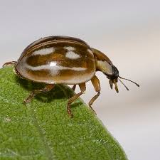 Attēlu rezultāti vaicājumam “Myzia oblongoguttata”