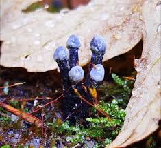 Attēlu rezultāti vaicājumam “Holwaya mucida”