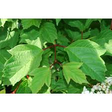 Attēlu rezultāti vaicājumam “Viburnum opulus leaf”