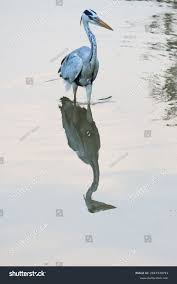 Attēlu rezultāti vaicājumam “Ardea cinerea adult”