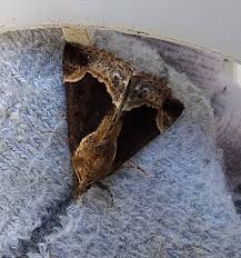 Attēlu rezultāti vaicājumam “Semioscopis avellanella imago”