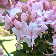 Attēlu rezultāti vaicājumam “Rhododendron periclymenoides flower”