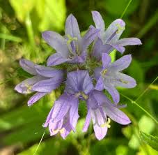 Attēlu rezultāti vaicājumam “Campanula cervicaria flower”