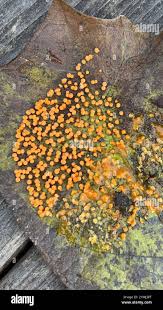 Attēlu rezultāti vaicājumam “Physarum rubiginosum”