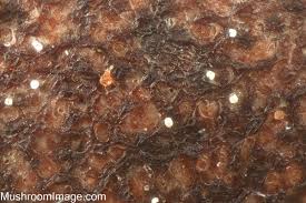 Attēlu rezultāti vaicājumam “Lycogala cf. fossiculatum”