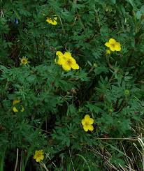 Attēlu rezultāti vaicājumam “Potentilla erecta fruit”