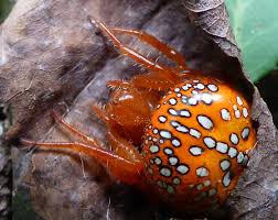 Attēlu rezultāti vaicājumam “Aranei exuvia”