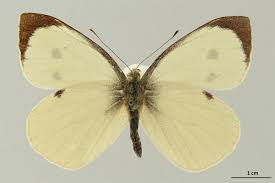 Attēlu rezultāti vaicājumam “Pieris brassicae”