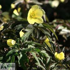 Attēlu rezultāti vaicājumam “Anemone x lipsiensis”