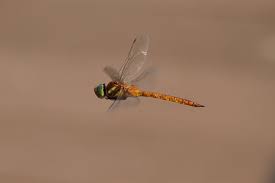 Attēlu rezultāti vaicājumam “Aeshna isoceles”