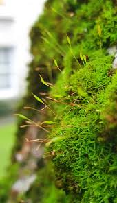 Attēlu rezultāti vaicājumam “Bryoerythrophyllum recurvirostrum”