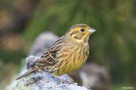 Attēlu rezultāti vaicājumam “Emberiza citrinella”