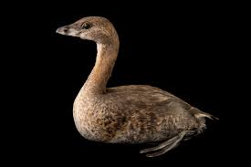 Image result for Podilymbus podiceps
