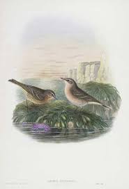 Image result for Anthus spinoletta