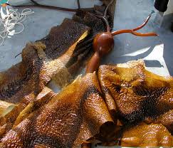 Attēlu rezultāti vaicājumam “Leskea polycarpa sporophyte”