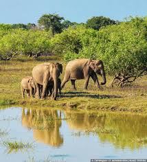 Image result for Яла заповедник