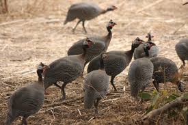 Attēlu rezultāti vaicājumam “Numida meleagris adult”