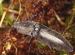 Attēlu rezultāti vaicājumam “Actenicerus sjaelandicus”