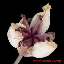 Attēlu rezultāti vaicājumam “Butomus umbellatus fruit”