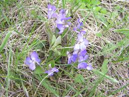 Attēlu rezultāti vaicājumam “Viola rupestris flower”