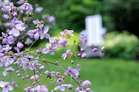 Attēlu rezultāti vaicājumam “Thalictrum”
