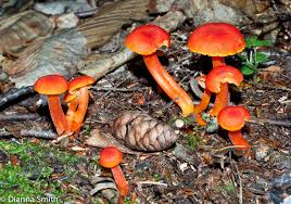 Attēlu rezultāti vaicājumam “Hygrocybe sp.”