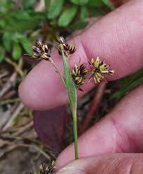 Attēlu rezultāti vaicājumam “Luzula multiflora”
