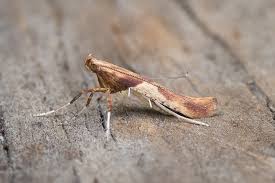 Attēlu rezultāti vaicājumam “Caloptilia hemidactylella”