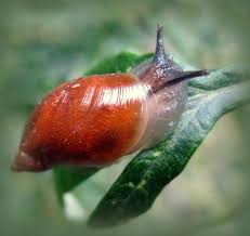 Attēlu rezultāti vaicājumam “Succinea”