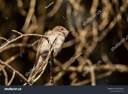 Attēlu rezultāti vaicājumam “Muscicapa striata juvenile”