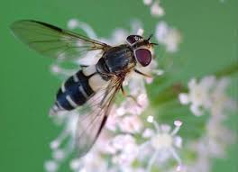 Attēlu rezultāti vaicājumam “Leucozona lucorum”