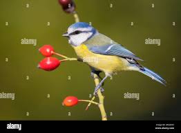 Attēlu rezultāti vaicājumam “Cyanistes caeruleus adult”