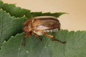 Attēlu rezultāti vaicājumam “Amphimallon solstitiale imago”