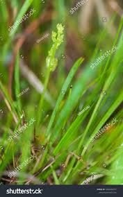 Attēlu rezultāti vaicājumam “Hammarbya paludosa leaf”