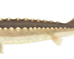 Image result for Acipenser oxyrinchus oxyrinchus